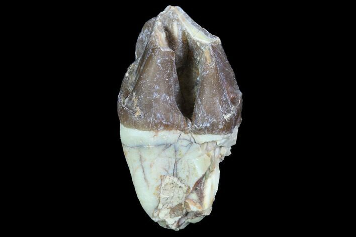 Hyracodon (Running Rhino) Molar - South Dakota #90297